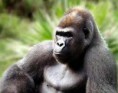 /album/fotogaleria/animales-salvajes-1-jpg/